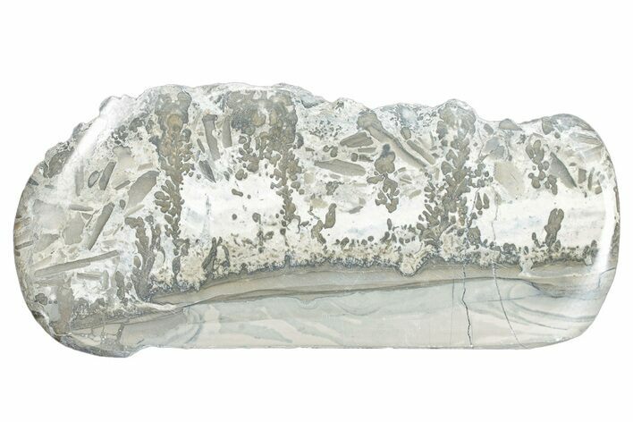 Triassic Aged Stromatolite Fossil - England #285808